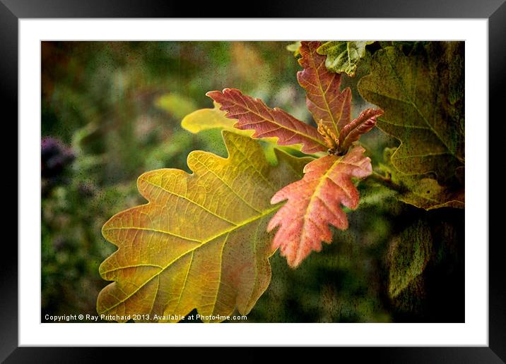 New Oak Leaves Framed Mounted Print by Ray Pritchard