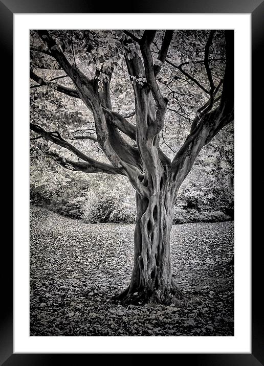 Leazes Tree Framed Mounted Print by Ray Pritchard