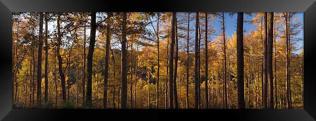 Ousbrough Wood Panorama Framed Print by Ray Pritchard