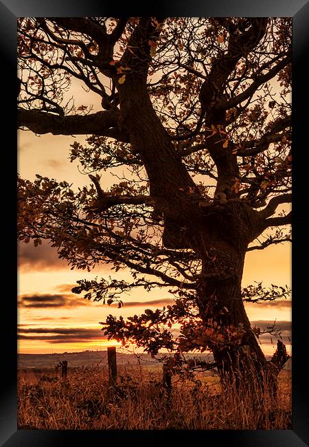 Autumn Tree on Birkheads Lane Framed Print by Ray Pritchard