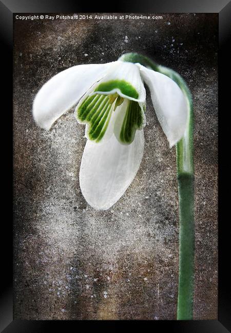 Snow Drop Framed Print by Ray Pritchard