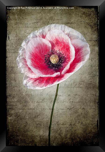 Red and White Poppy Framed Print by Ray Pritchard