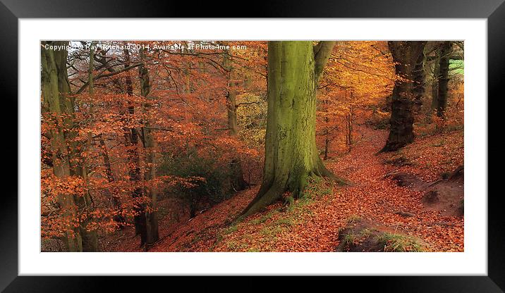Ousebrough Woods Framed Mounted Print by Ray Pritchard