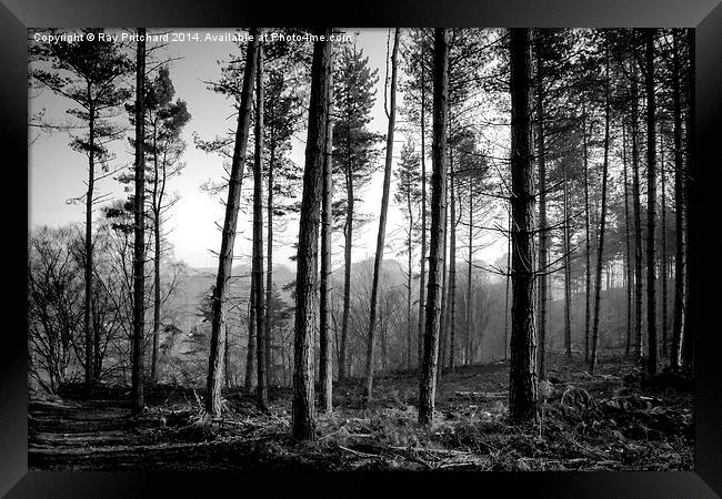 Ousbrough Woods Black and White Framed Print by Ray Pritchard
