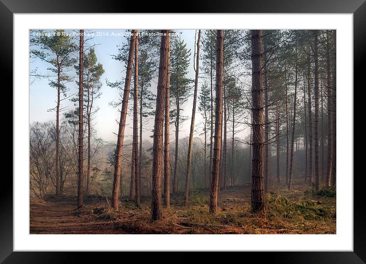 Pines in Ousbrough Woods Framed Mounted Print by Ray Pritchard