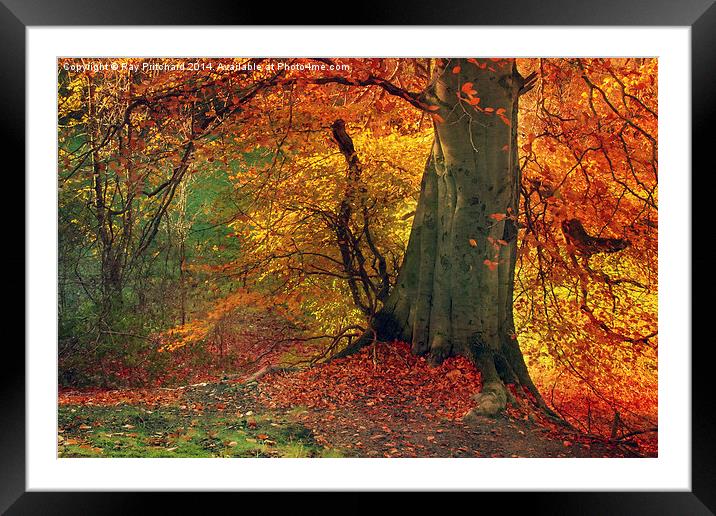 Tree of Fire Framed Mounted Print by Ray Pritchard