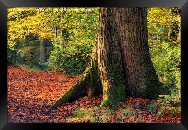 Tree Trunk Framed Print by Ray Pritchard