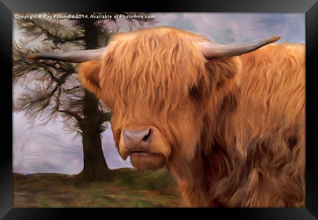 Highland Cow Framed Print by Ray Pritchard