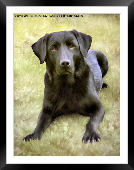 Black Labrador Framed Mounted Print by Ray Pritchard