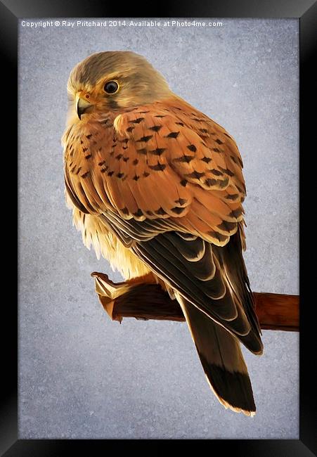 Kestrel Paint Over Framed Print by Ray Pritchard