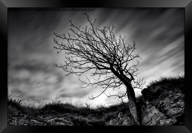  Tree at Marsden Quarry Framed Print by Ray Pritchard