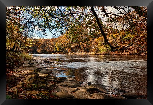  Autumn on the River Wear Framed Print by Ray Pritchard
