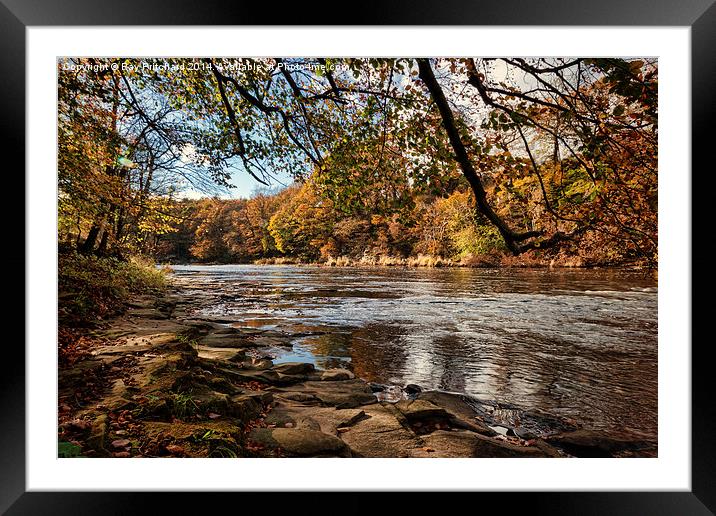  Autumn on the River Wear Framed Mounted Print by Ray Pritchard