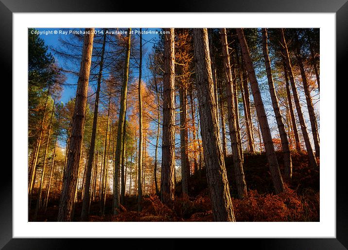 Autumn in Ousbrough Woods Framed Mounted Print by Ray Pritchard