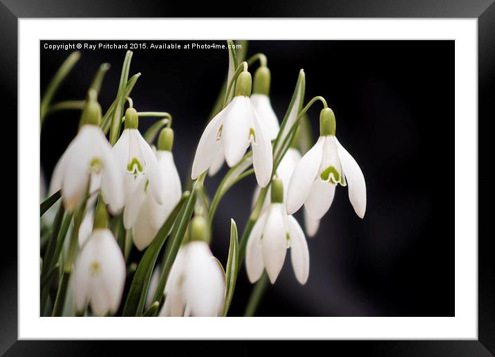  Snow Drops Framed Mounted Print by Ray Pritchard