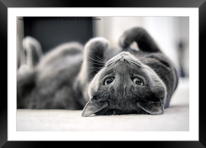 Relaxed Cat Framed Mounted Print by Ray Pritchard