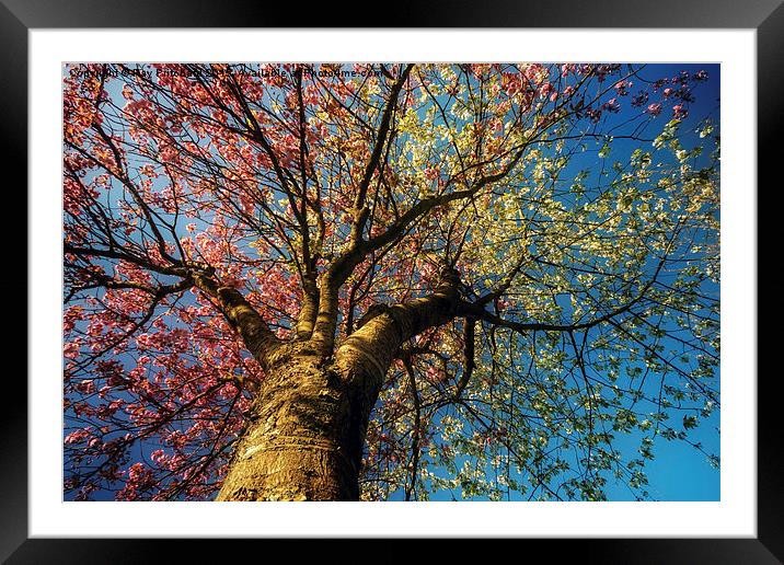 Blossom Tree in Jarrow Framed Mounted Print by Ray Pritchard