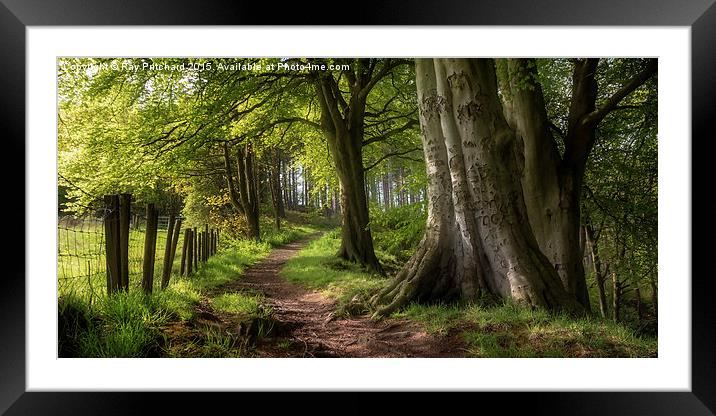A Walk Through The Woods Framed Mounted Print by Ray Pritchard