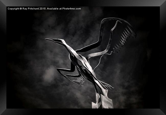 Taking Flight Framed Print by Ray Pritchard