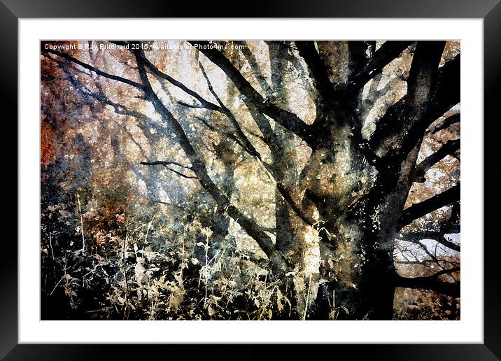  Foggy Trees Framed Mounted Print by Ray Pritchard