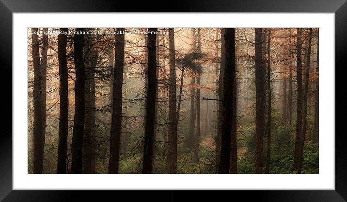  Beamish Woods  Framed Mounted Print by Ray Pritchard