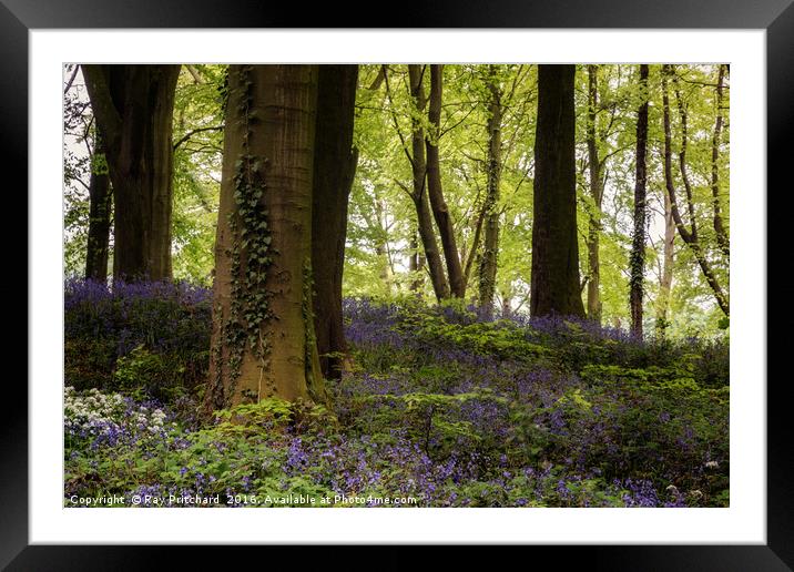 Bluebell Woods Framed Mounted Print by Ray Pritchard