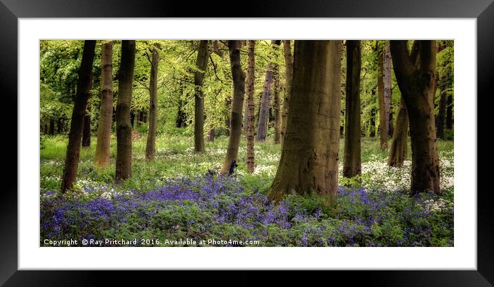 Bluebells Framed Mounted Print by Ray Pritchard