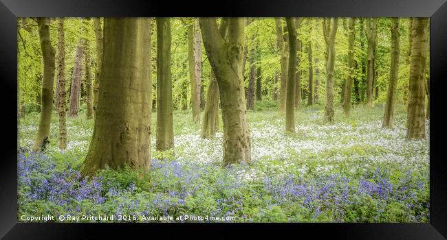 Bluebells And Wild Garlic  Framed Print by Ray Pritchard