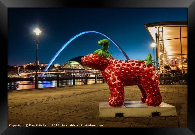 Strawberry Snow dog at Newcastle Framed Print by Ray Pritchard