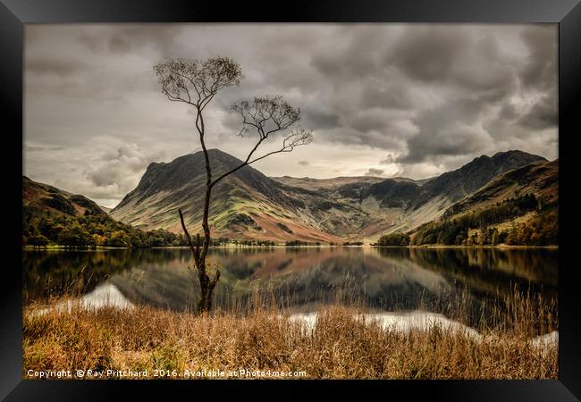 The Lone Tree at Buttermere Framed Print by Ray Pritchard