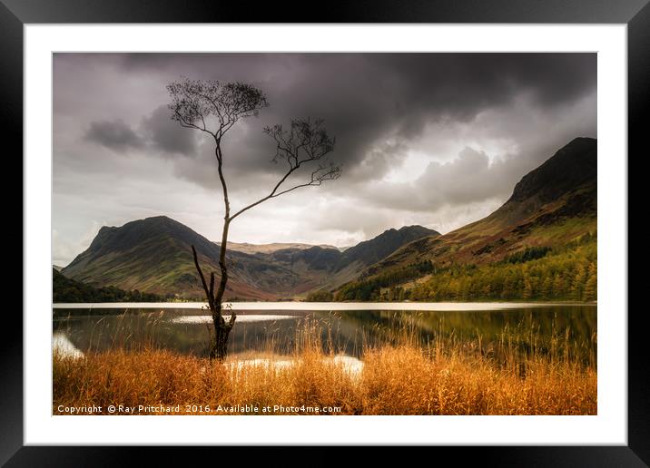 Lone Tree Framed Mounted Print by Ray Pritchard