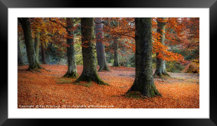 Autumn Trees at Bowlees Framed Mounted Print by Ray Pritchard