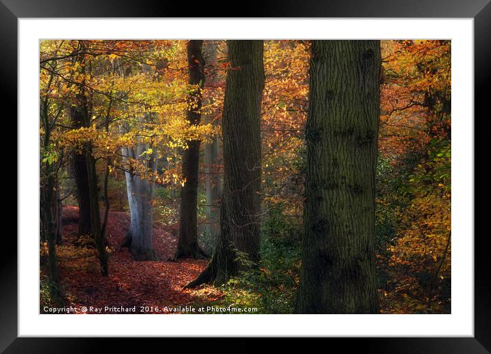 Autumn Colours Framed Mounted Print by Ray Pritchard