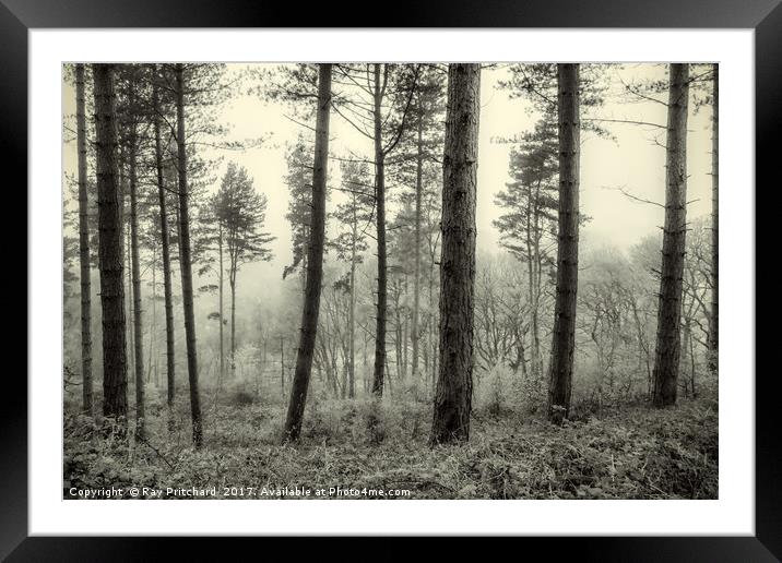 Misty Woods Framed Mounted Print by Ray Pritchard