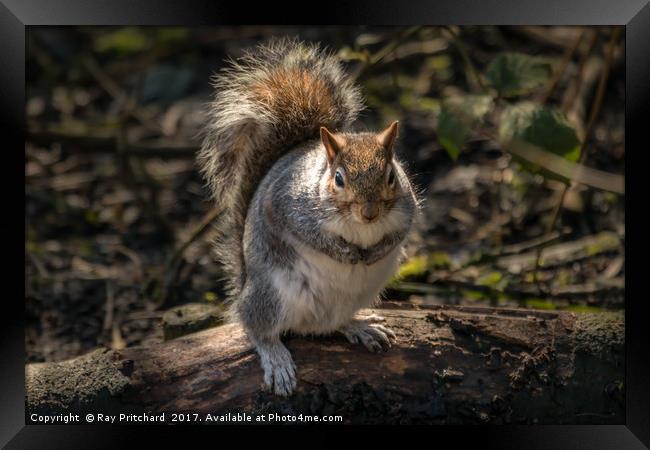 You got any nuts please? Framed Print by Ray Pritchard