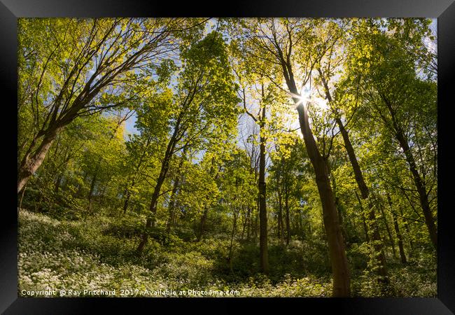 Penshaw Woods  Framed Print by Ray Pritchard