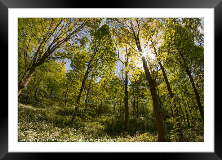 Penshaw Woods  Framed Mounted Print by Ray Pritchard