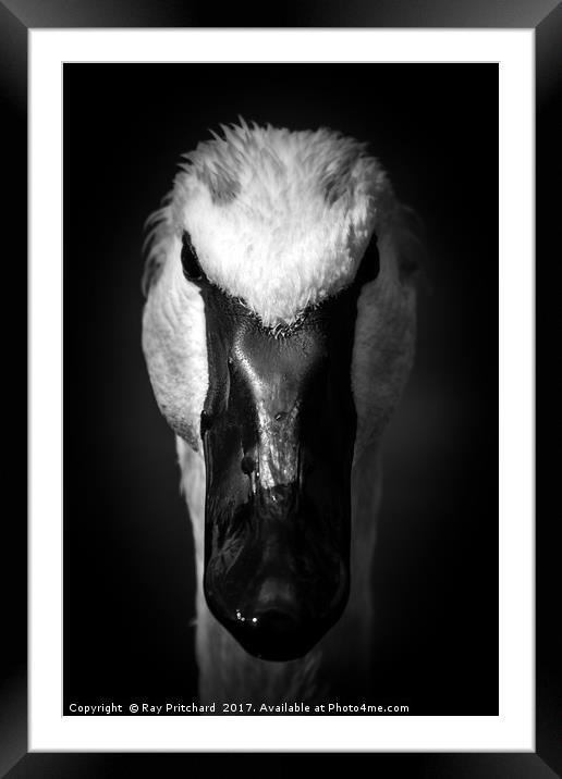 Dark Swan Framed Mounted Print by Ray Pritchard