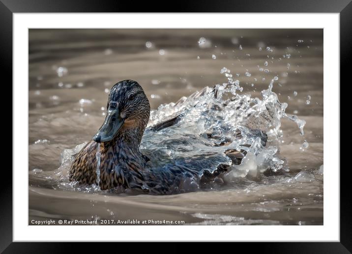 Water On A Ducks Back Framed Mounted Print by Ray Pritchard