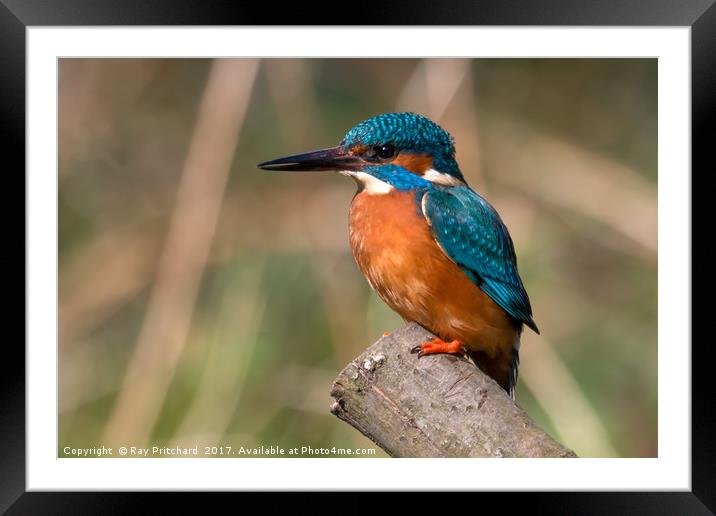Kingfisher Framed Mounted Print by Ray Pritchard