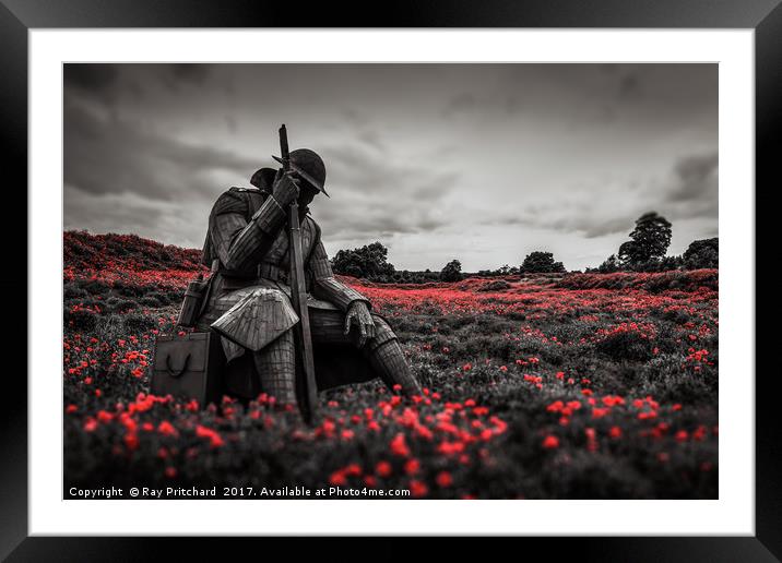 Tommy 1101 in Poppy Field Framed Mounted Print by Ray Pritchard