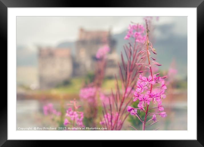 Fireweed  Framed Mounted Print by Ray Pritchard