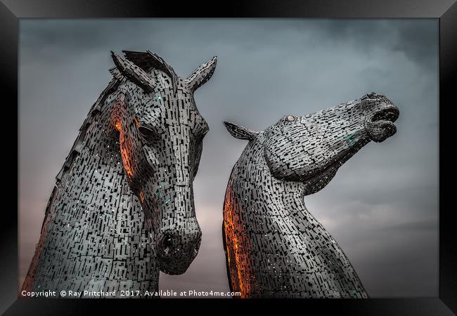 The Kelpies Lit up by Sunset  Framed Print by Ray Pritchard
