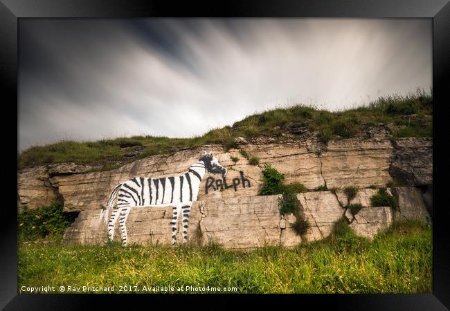 Ralph the Zebra Framed Print by Ray Pritchard
