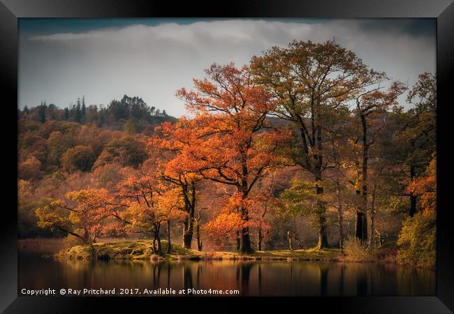 Autumn Colours at Rydal Water Framed Print by Ray Pritchard