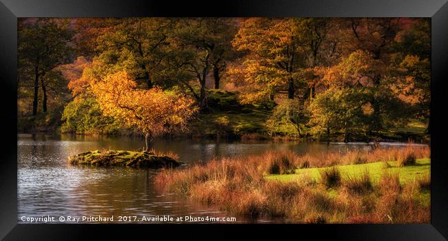 Autumn at Rydal Water Framed Print by Ray Pritchard