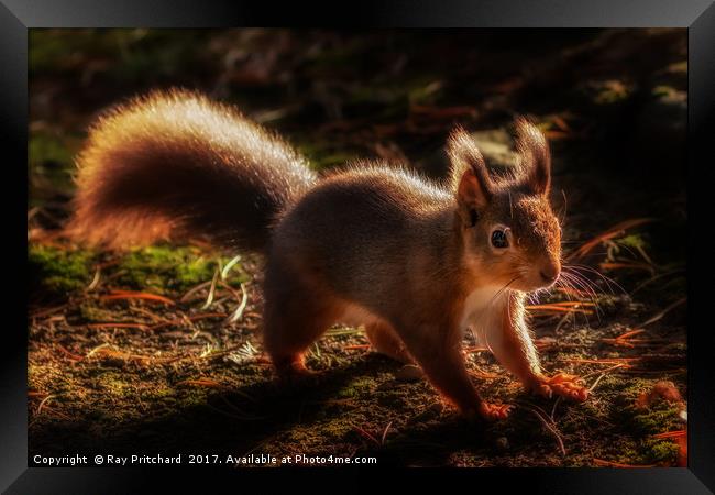 Red Squirrel or Squizz  Framed Print by Ray Pritchard