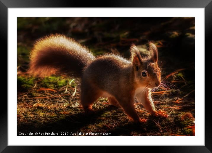 Red Squirrel or Squizz  Framed Mounted Print by Ray Pritchard
