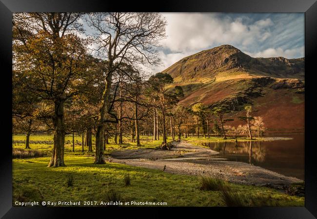 Buttermere Trees Framed Print by Ray Pritchard