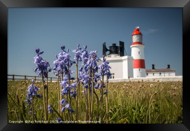 Bluebells at Souter Lighthouse  Framed Print by Ray Pritchard